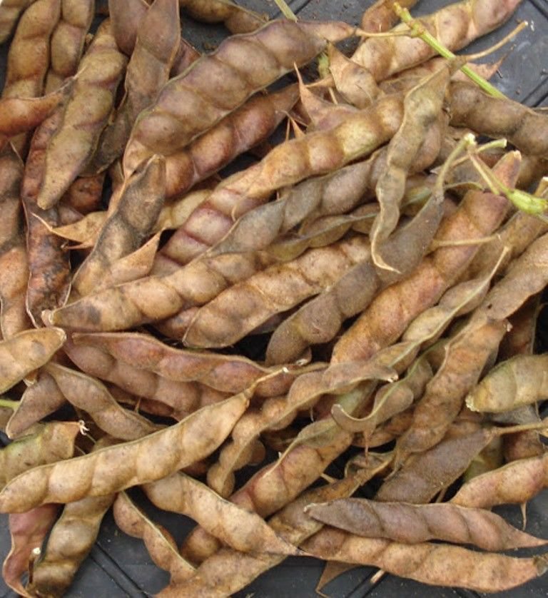 1 Lb BULK PIGEON PEA Seeds , A. k.S Gandules Bean, Jamaican Gungo