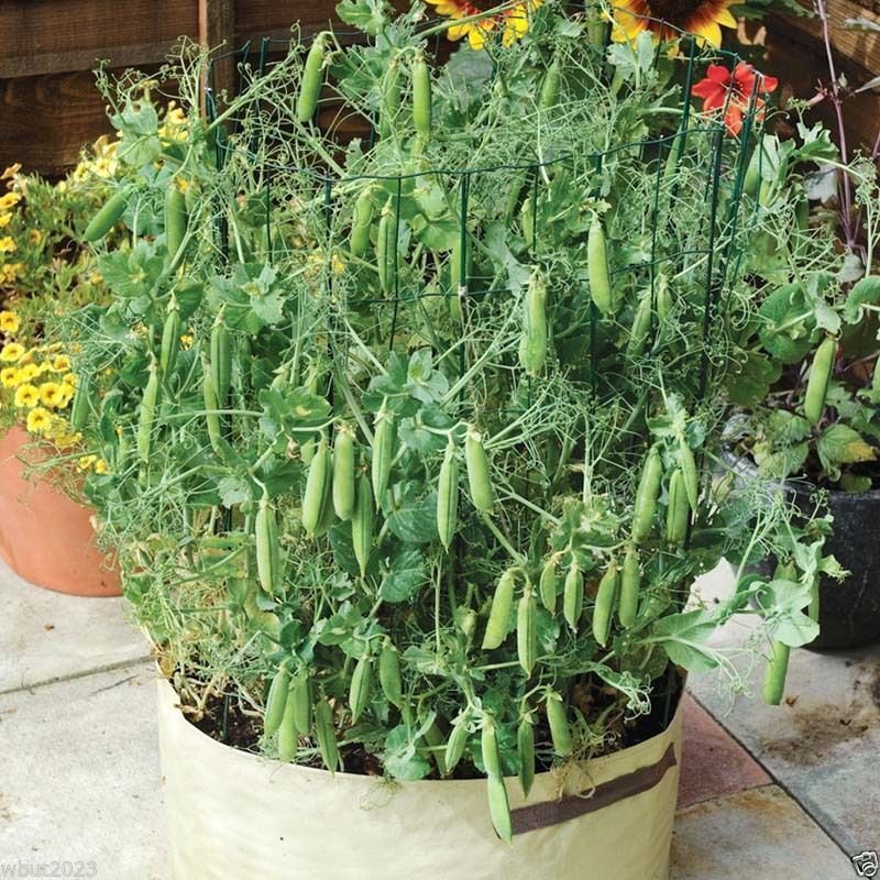 'Tom Thumb' Dwarf Shelling Pea,Excellent for pots 68” Heirloom(Open