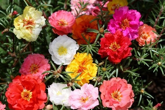 moss rose, PORTULACA, GroCo, double flower mix, 550 seeds!