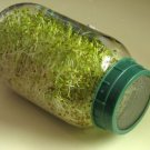 alfalfa, great for seed sprouting, sprouts, 1800 SEEDS!