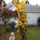 sunflower, MAXIMILIAN, PERENNIAL, sun flower yellow 45 seeds! sunflower, MAXIMILIAN, PERENNIAL, sun flower yellow 45 seeds!