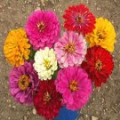 zinnia, CALIFORNIA GIANT, flower, bulk size, 500 seeds!