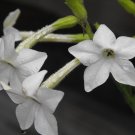 tobacco, JASMINE - night scented FLOWER - FRAGRANT - 610 seeds!