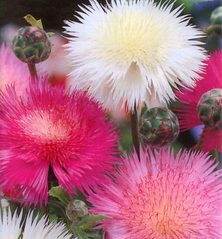 sweet sultan, FRAGRANT CUT FLOWER, 90 SEEDS!
