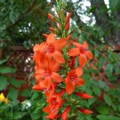 standing cypress, DROUGHT TOLERANT, 320 SEEDS! standing cypress, DROUGHT TOLERANT, 320 SEEDS!