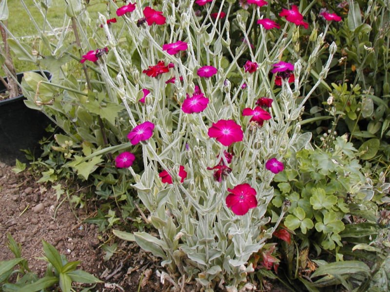 rose campion, SUN PERENNIAL! pink flower 150 seeds!
