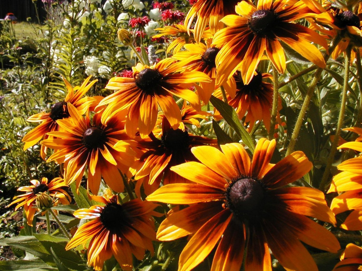 daisy, GLORIOSA, PERENNIAL FLOWER, 170 seeds!