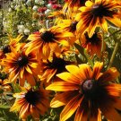 daisy, GLORIOSA, PERENNIAL FLOWER, 170 seeds!