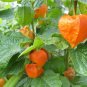 chinese lantern, LARGE RED/ORANGE flower seed PODS, 60 seeds!