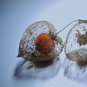 chinese lantern, LARGE RED/ORANGE flower seed PODS, 60 seeds!