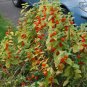 chinese lantern, LARGE RED/ORANGE flower seed PODS, 60 seeds!