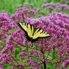 joe pye weed PINK flower, ATTRACTS BUTTERFLIES, 120 seeds!