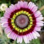 daisy, PAINTED, TRICOLOR tri color flower, 60 seeds!