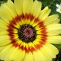 daisy, PAINTED, TRICOLOR tri color flower, 60 seeds!