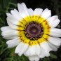 daisy, PAINTED, TRICOLOR tri color flower, 60 seeds!
