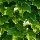 ivy, BOSTON IVY, climbing vine perennial, 100 seeds!