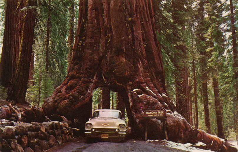 redwood, GIANT SEQUOIA TREE RED WOOD, 10 SEEDS!