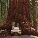 redwood, GIANT SEQUOIA TREE RED WOOD, 10 SEEDS! redwood, GIANT SEQUOIA TREE RED WOOD, 10 SEEDS!