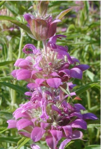 lemon mint, ATTRACT HUMMINGBIRDS, purple flowers, 265 seeds!