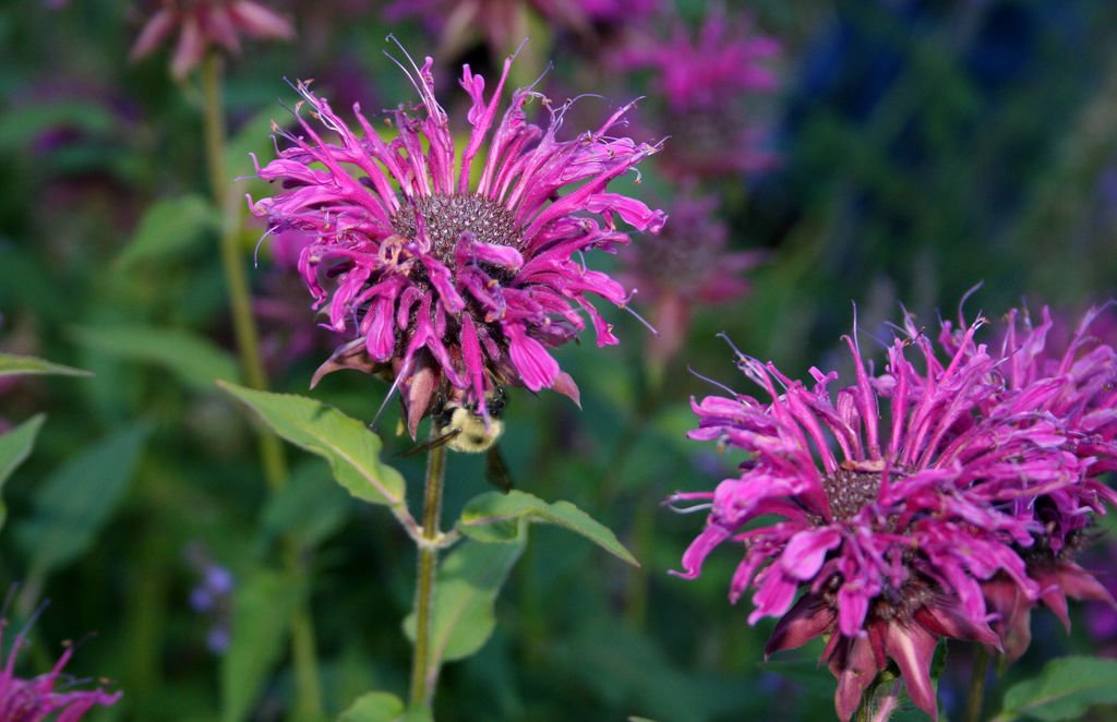 Beebalm Purple Bee Balm Flower Monarda 460 Seeds