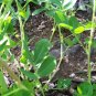 peanut, PEANUTS IN YOUR GARDEN, 1/2 lb seeds!