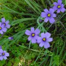 blue eyed grass, STOUT BLUE EYED GRASS, 85 seeds!
