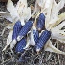 corn, BLUE POPCORN mini size 2-4" long, 28 seeds! corn, BLUE POPCORN mini size 2-4" long, 28 seeds!