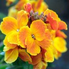 wall, ENGLISH WALLFLOWER, Perennial, yellow orange flower, 130 seeds! wall, ENGLISH WALLFLOWER, Perennial, yellow orange flower, 130 seeds!