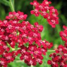 yarrow, RED PERENNIAL, GOOD FOR DRYING, 360 SEEDS yarrow, RED PERENNIAL, GOOD FOR DRYING, 360 SEEDS