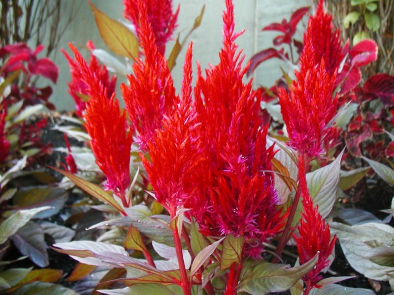 Celosia, Pampas Plume Flower Mix, 205 Seeds!