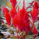 celosia, PAMPAS PLUME flower mix, 205 SEEDS!