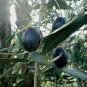 olive, OLIVE TREE, fruit, olea europaea, 15 SEEDS!