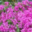 catchfly, BLOOMS IN 6 WEEKS, pink flowers, 750 seeds!