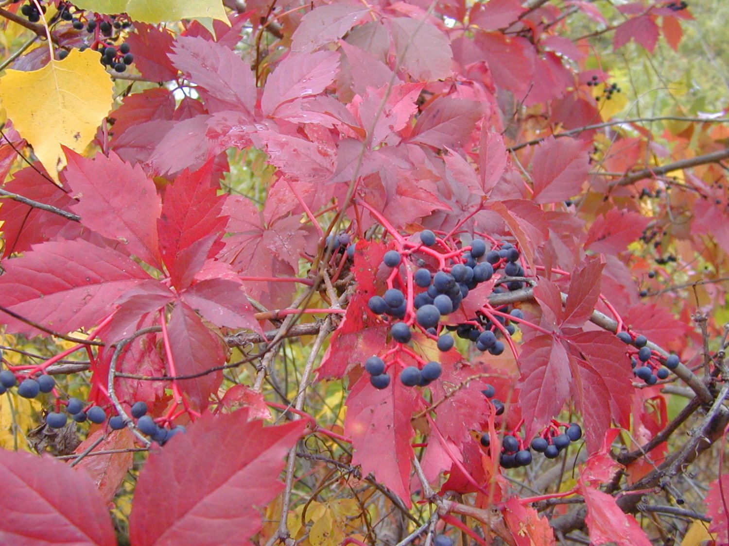 virginia creeper, FAST GROWING VINE, 10 seeds!