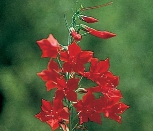 standing cypress, DROUGHT TOLERANT, red flower, 70 SEEDS!