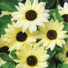 sunflower, ITALIAN WHITE, SUN FLOWER, 60 SEEDS!