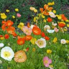 poppy, ICELAND, perennial poppies, flower, 725 SEEDS!