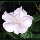moonflower, NIGHT moon FRAGRANT BLOOMING VINE white flower, 11 SEEDS! moonflower, NIGHT moon FRAGRANT BLOOMING VINE white flower, 11 SEEDS!