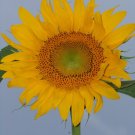 sunflower, SKYSCRAPER, 18 FEET TALL! giant skyskraper huge, 12 seeds!