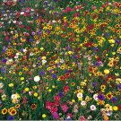 wildflower mix, WILD FLOWER 100% seed, 5 lbs. pounds, SEEDS!