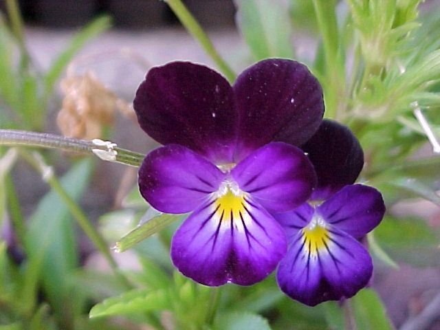 johnny jump-up (viola tricolor) VIOLET FLOWER, 675 SEEDS!