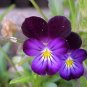 johnny jump-up (viola tricolor) VIOLET FLOWER, 675 SEEDS!