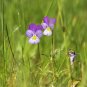 johnny jump-up (viola tricolor) VIOLET FLOWER, 675 SEEDS!