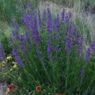 penstemon, PERENNIAL, blue flower, ROCKY MOUNTAIN, 1100 seeds!