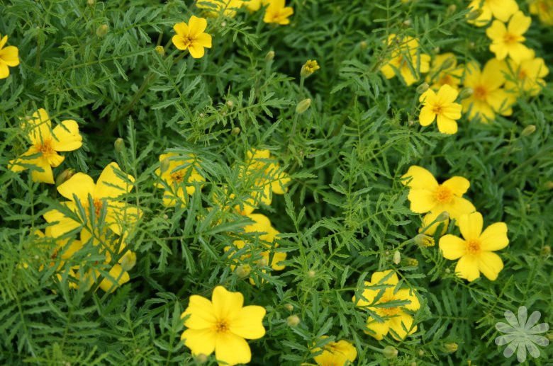marigold, LEMON gem, LEMON SCENTED, yellow flower, 100 seeds!