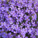 rockcress, PURPLE flower, perennial, 385 SEEDS!