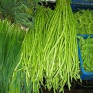 bean, YARD LONG BEANS, pole type, 25 seeds! GroCo# bean, YARD LONG BEANS, pole type, 25 seeds! GroCo#