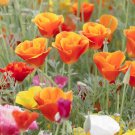 poppy, CALIFORNIA, MISSION BELLS MIX, orange red flower, 240 seeds!