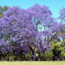 jacaranda, JACARANDA MIMOSIFOLIA, blue flowering TREE, 65 seeds!