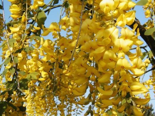 golden chain tree, FLOWERING TREE Laburnum anagyroides YELLOW 30 seeds!